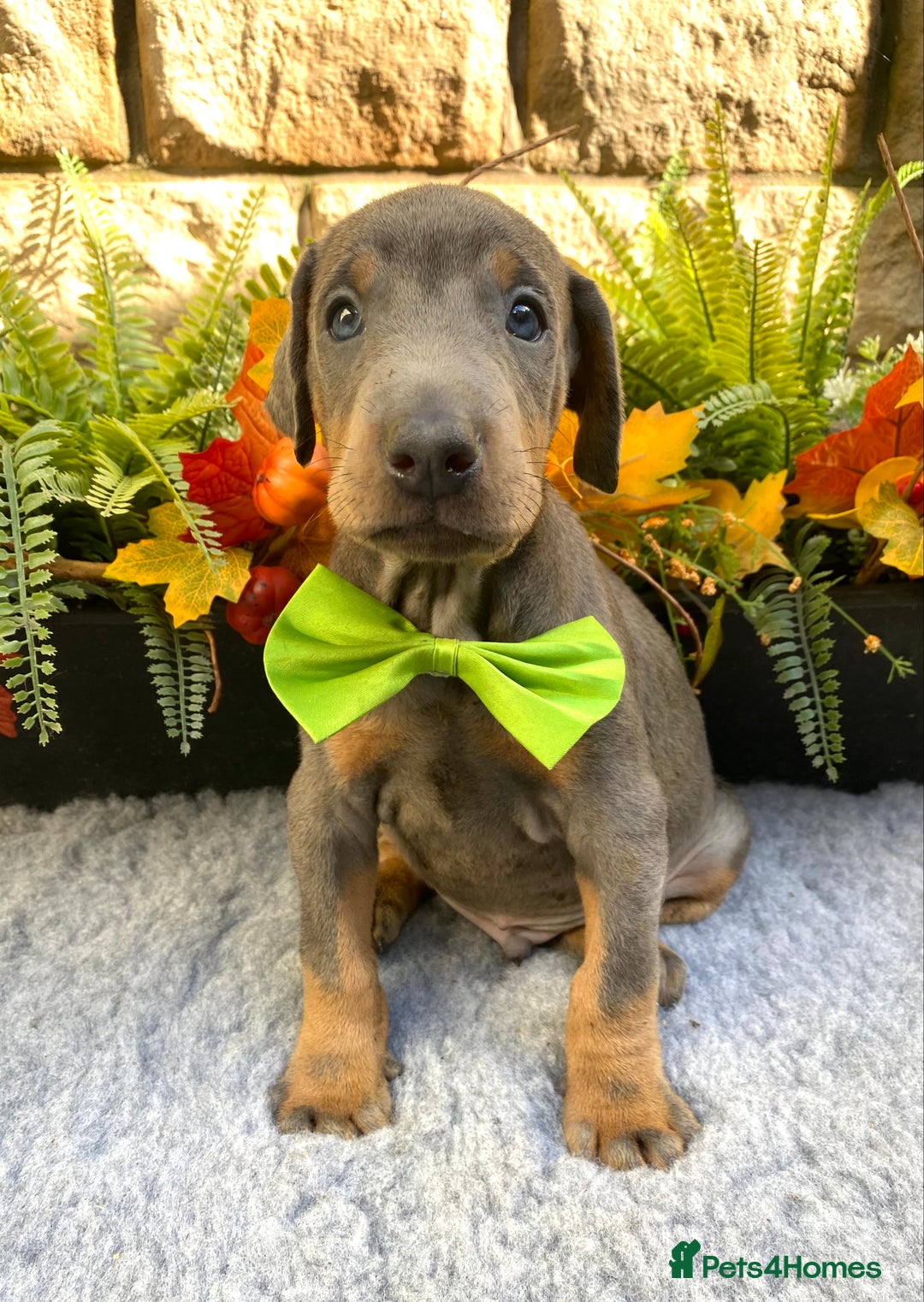 Dobermann dogs for sale: DOBERMAN PUPPIES (BOTH KC HEALTH TESTED PARENTS) - Image 6