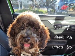 Cockapoo dogs in Northampton - Advert 19