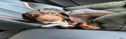 Miniature Dachshund dogs for stud: Miniature Dachshund Stud in Hartlepool - Advert 8