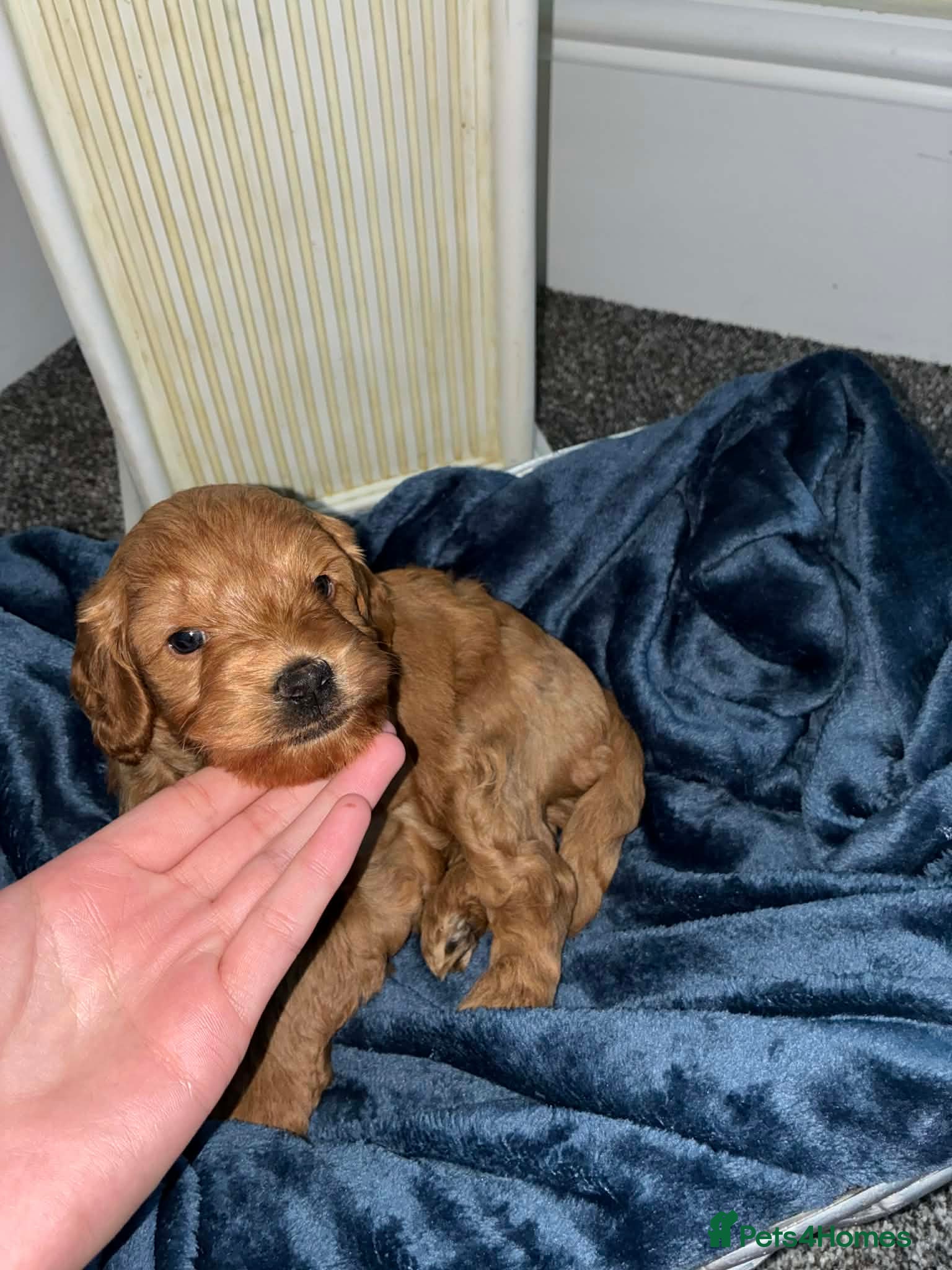 Cockapoo dogs One beautiful F2B cockapoo boy puppy left  - Advert 1