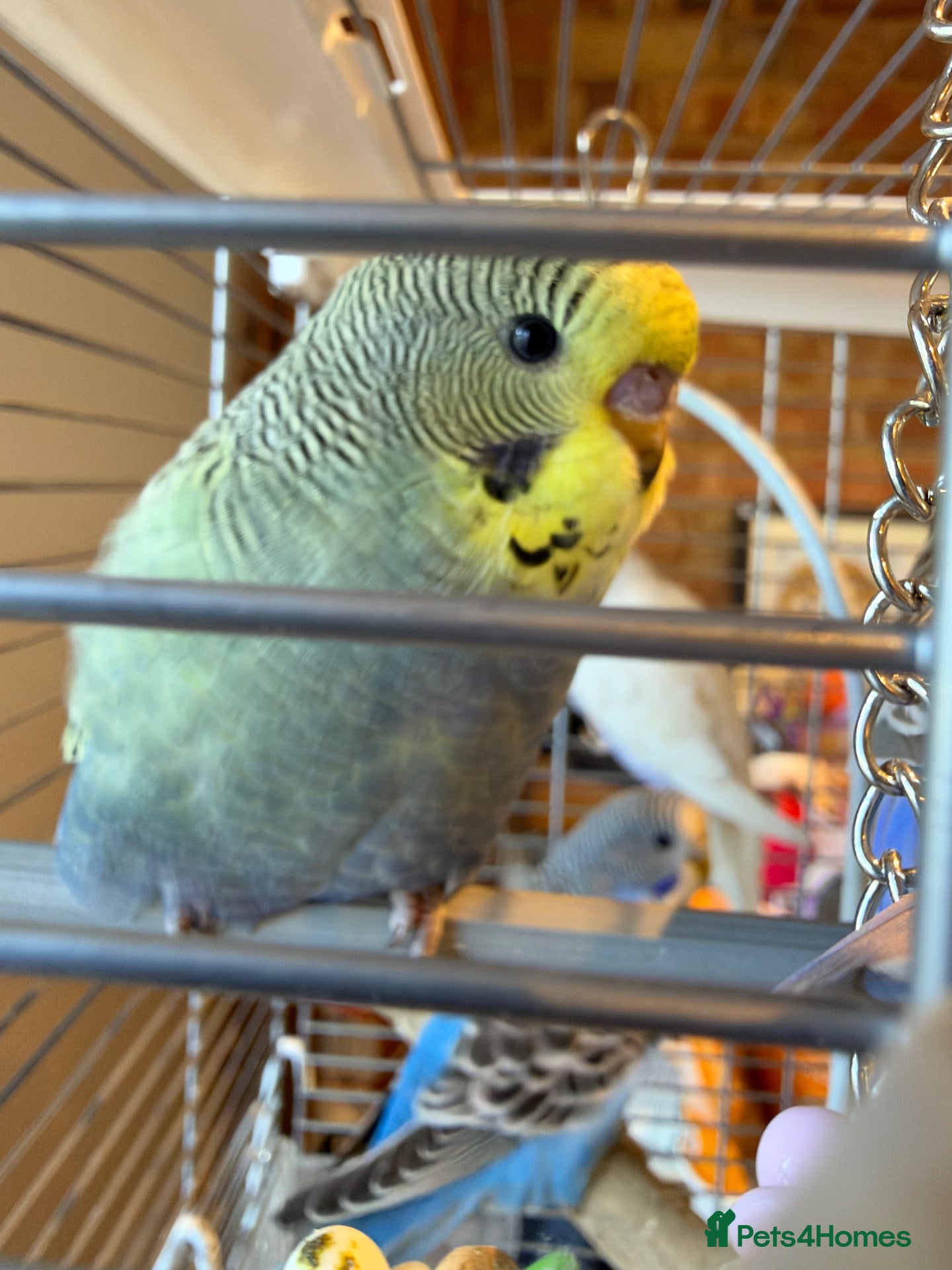 Budgerigars birds Beautiful Baby Budgies  - Advert 2