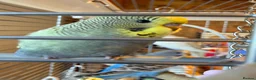 Budgerigars birds for sale: Beautiful Baby Budgies  - Advert 2
