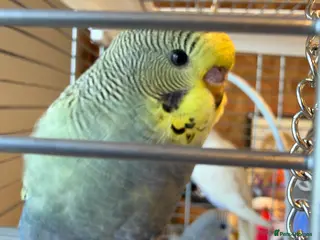 Budgerigars birds Beautiful Baby Budgies - Advert 2