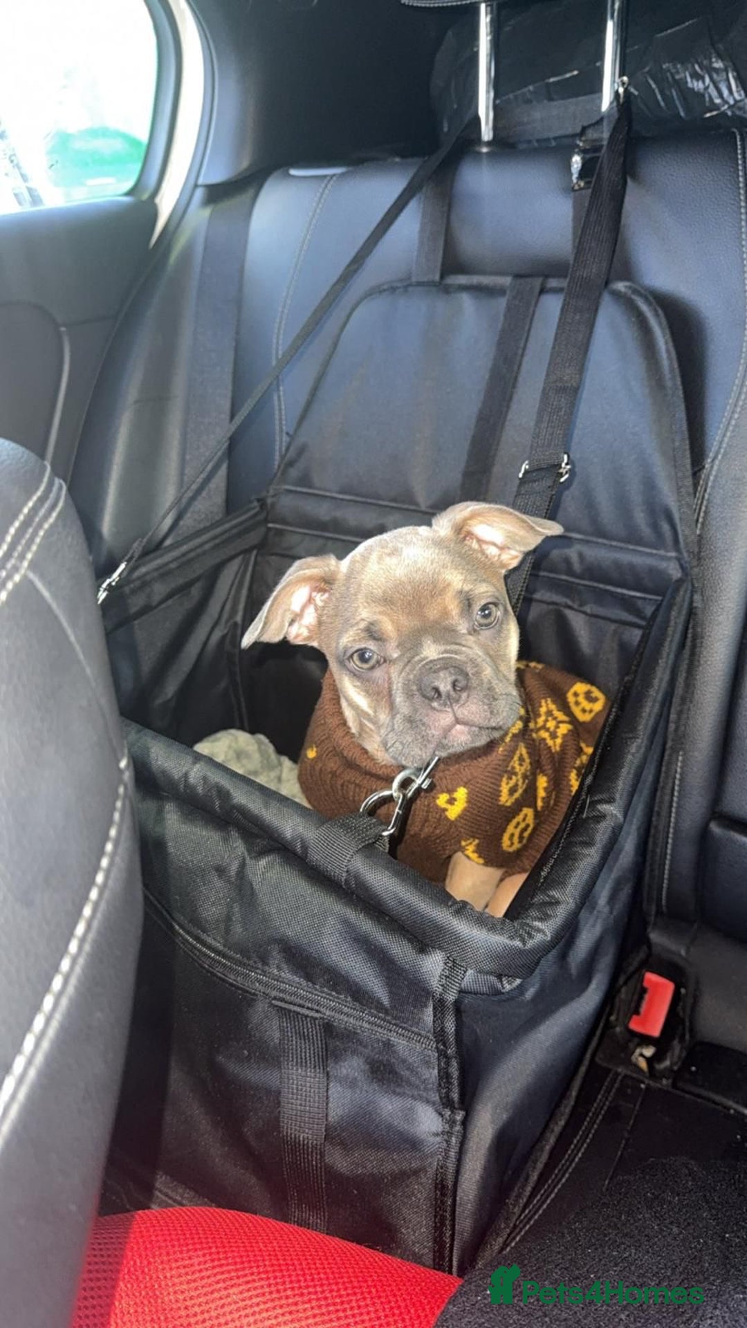 Frug dogs for sale: French Bulldog × Pug puppy available for rehoming - Advert 1