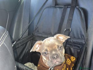 Frug dogs French Bulldog × Pug puppy available for rehoming - Advert 14