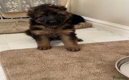 German Shepherd dogs for sale: KC REGISTERED GERMAN SHEPHERD PUPS - Image 17