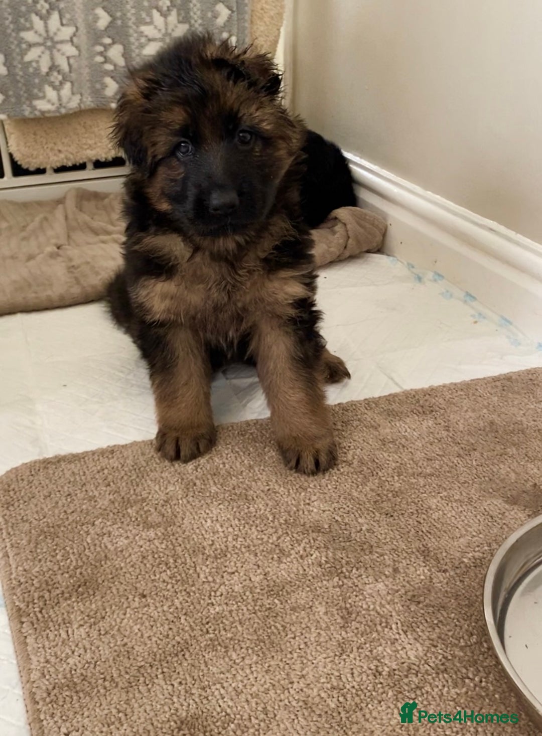 German Shepherd dogs for sale: KC REGISTERED GERMAN SHEPHERD PUPS - Image 17