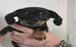 Mixed Breed dogs for sale: 5 beautiful Chiweenie puppies for Sale  - Image 20
