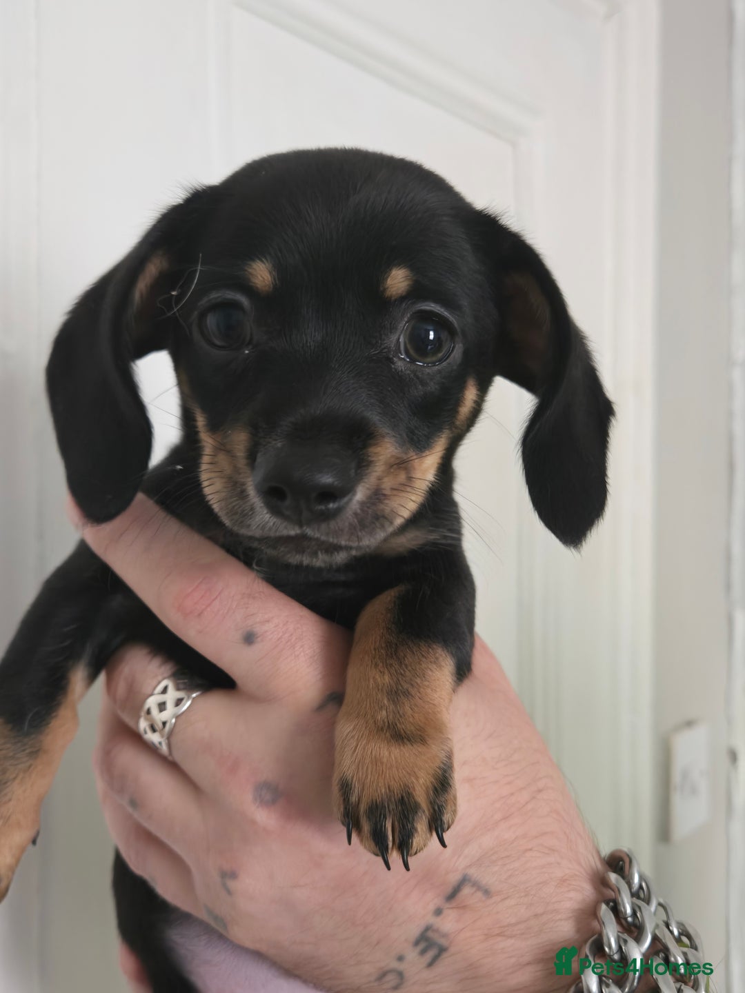 Mixed Breed dogs for sale: 5 beautiful Chiweenie puppies for Sale  - Image 20
