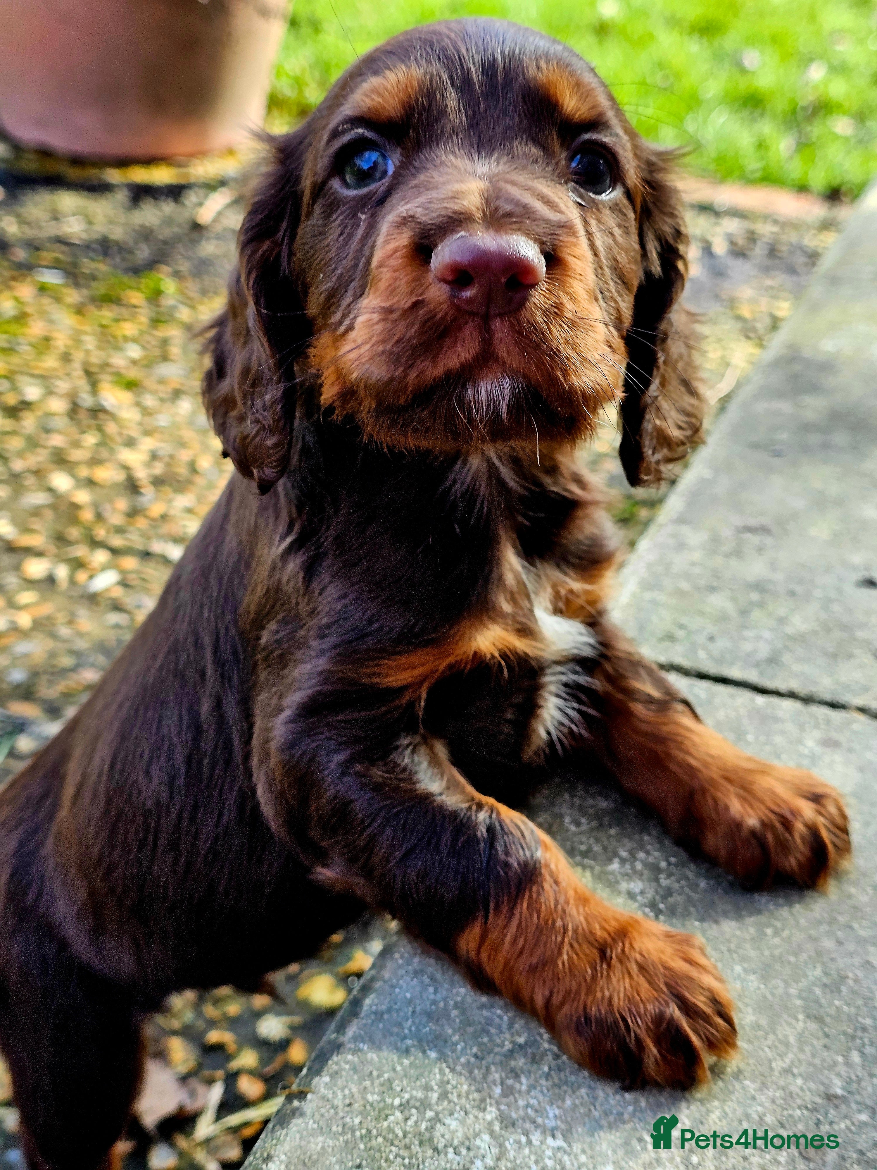 Cocker Spaniel dogs Cocker Spaniel Puppies in Petworth - Advert 1