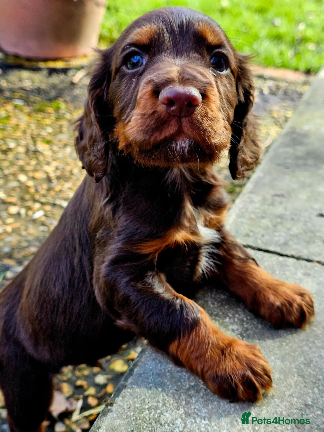 Cocker Spaniel dogs for sale: Cocker Spaniel Puppies in Petworth - Advert 1