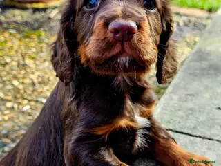 Cocker Spaniel dogs Cocker Spaniel Puppies in Petworth - Advert 1