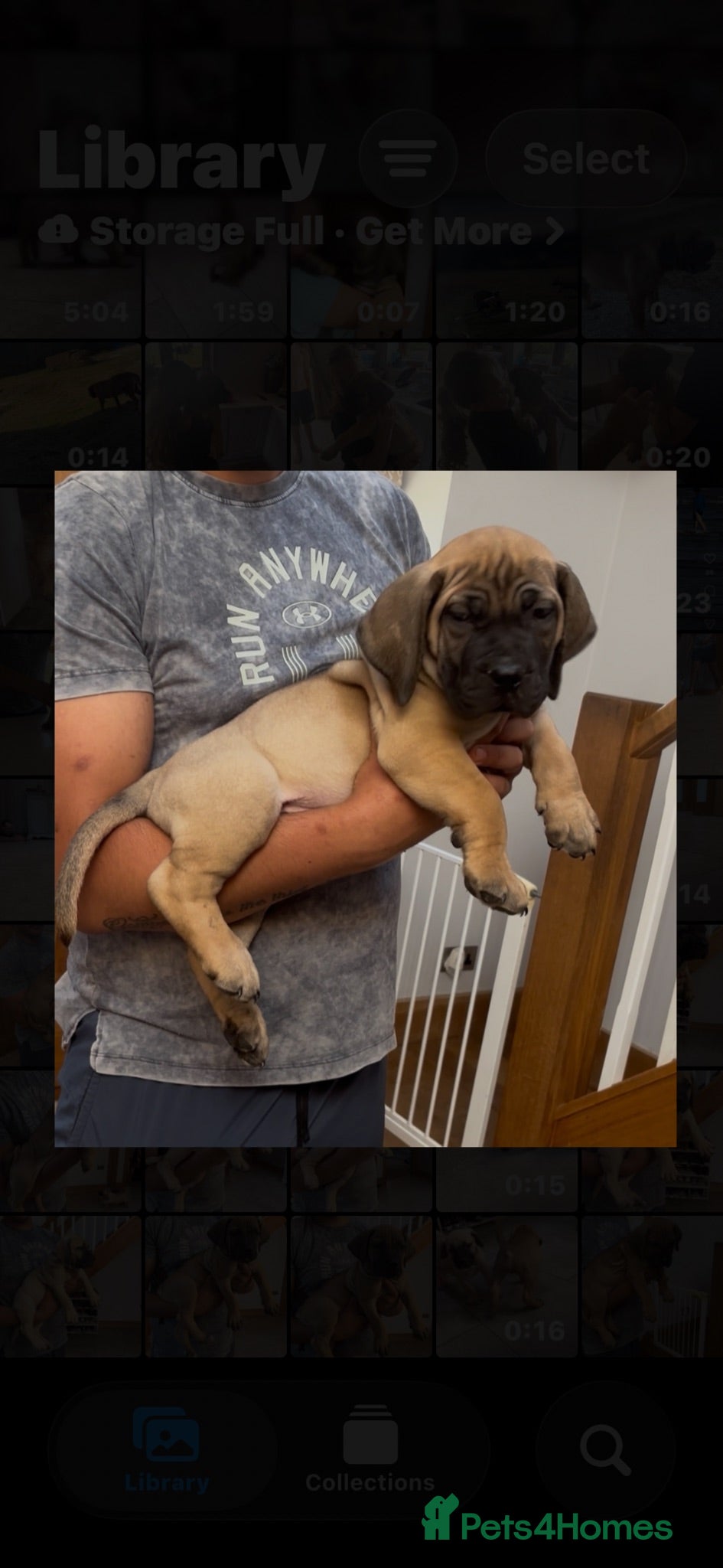 Boerboel dogs South African boerboel - Advert 6