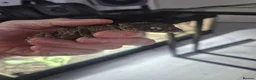 Gecko reptiles for sale: 1.1 Nephrurus asper (Rough Knob-tailed Gecko)  - Advert 4