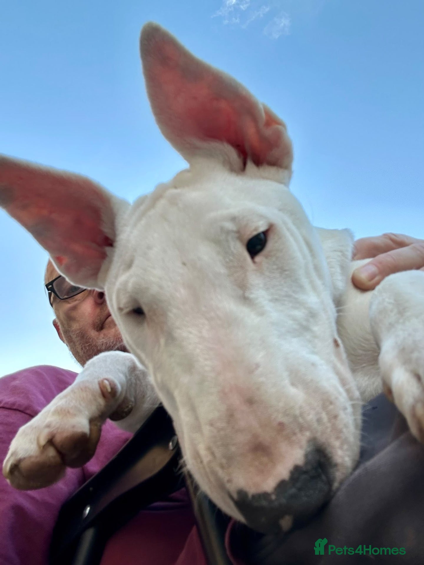 English Bull Terrier dogs Girl English bull terrier  - Advert 1
