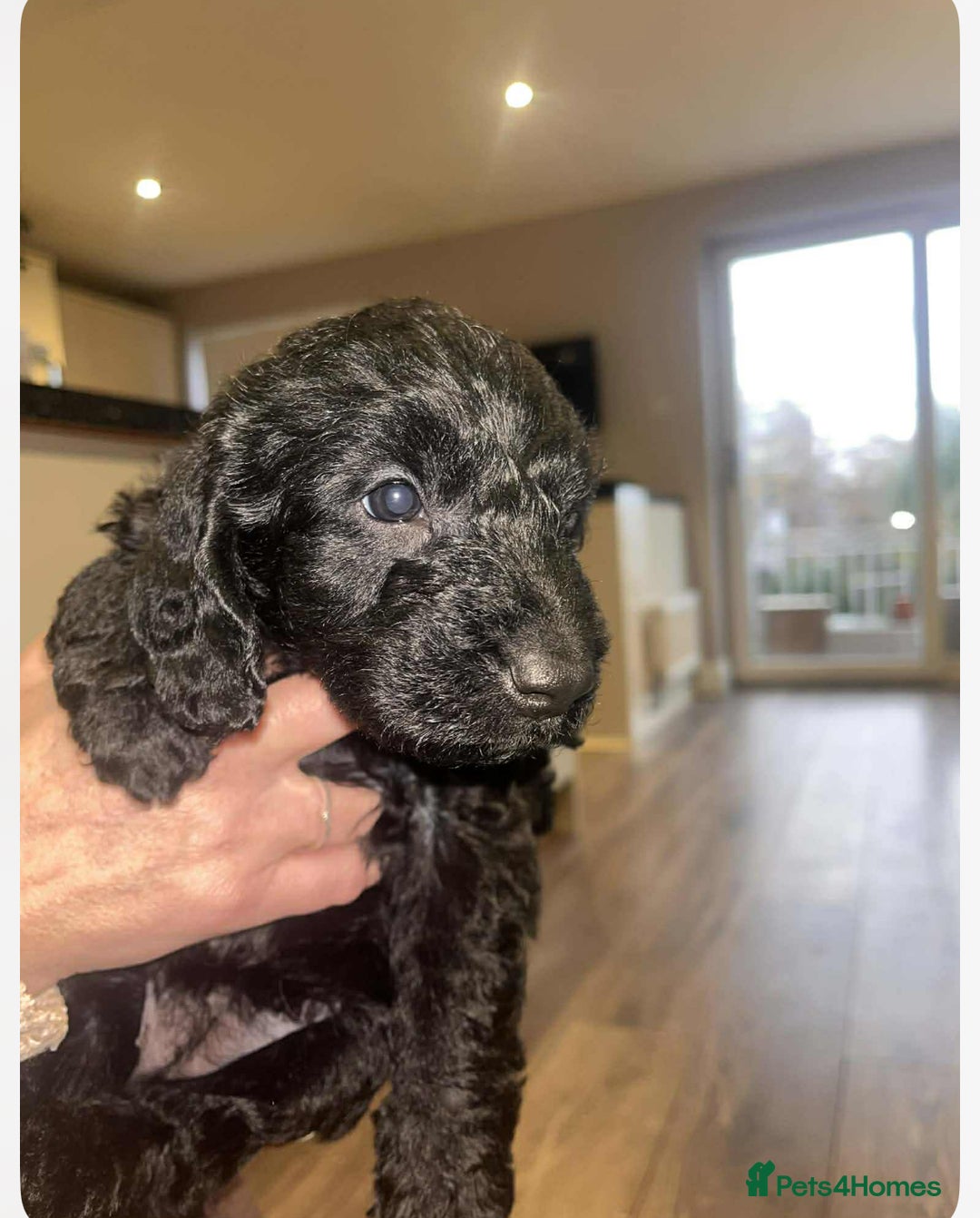 Mixed Breed dogs for sale: Doxipoo 1 male 3 female  - Advert 2