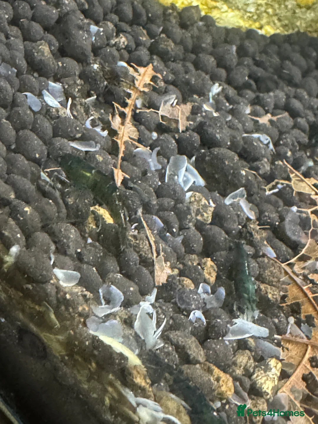 Shrimps fish for sale: High grade green jades shrimp - Advert 2