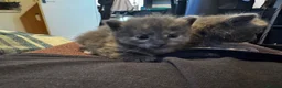 Russian Blue cats for sale: Mixed blue Russian kittens - Advert 12