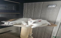 Ragdoll cats for sale: GCCF Pedigree Ragdolls Champion daddy - Image 3