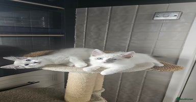 Ragdoll cats - Advert 3