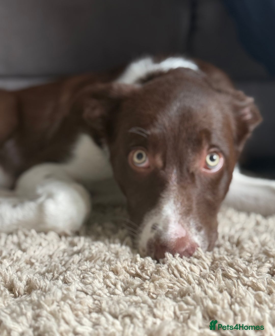 Border Collie dogs for sale: Rehoming my pup Ozzy  - Advert 1