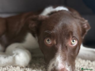 Border Collie dogs Rehoming my pup Ozzy - Advert 1