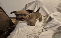 Irish Terrier dogs for sale: Home raised Irish terrier  - Image 11