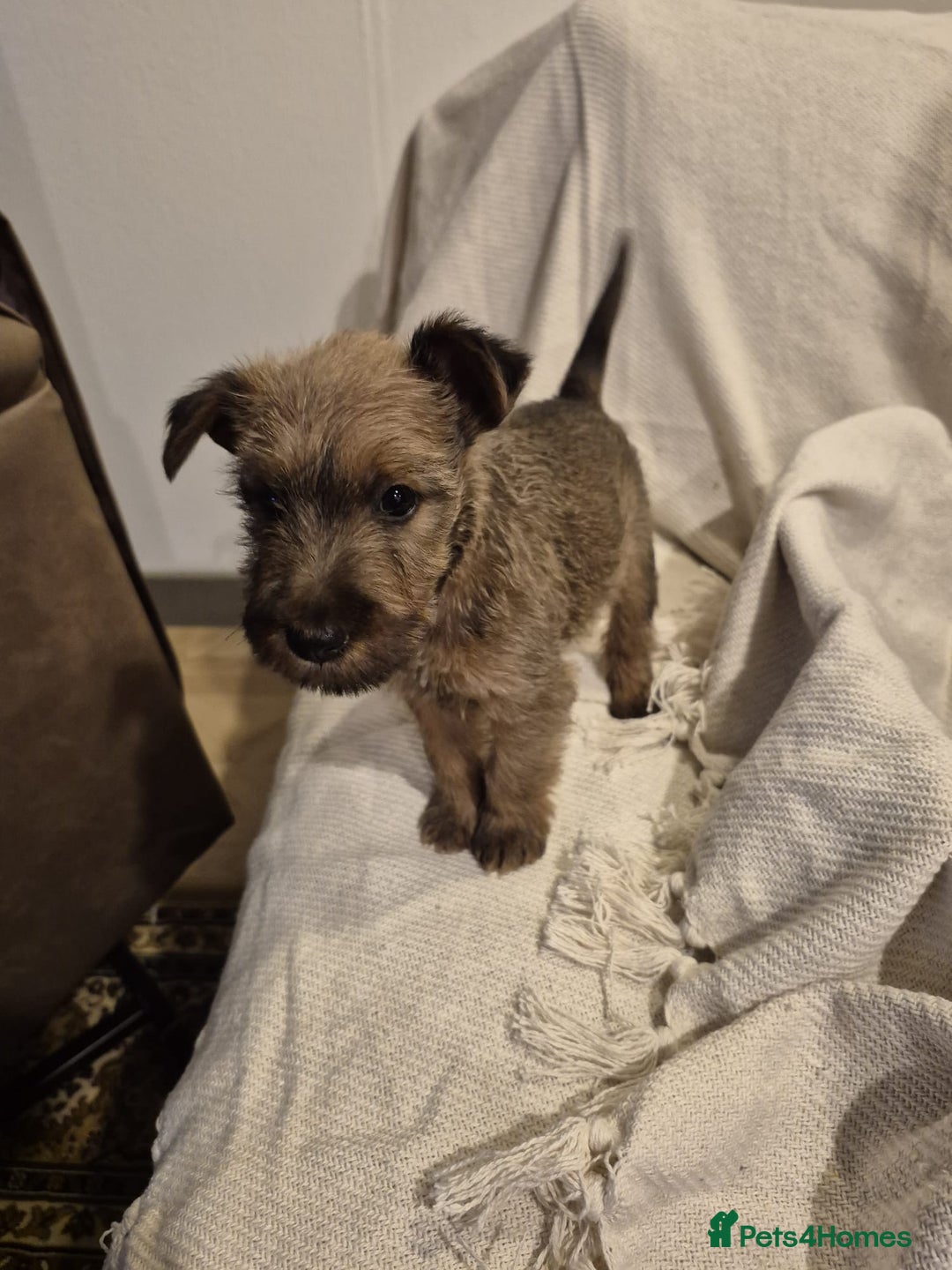 Irish Terrier dogs for sale: Home raised Irish terrier  - Image 11