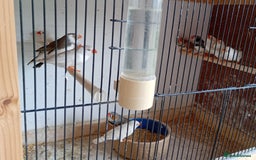 Finches birds for sale: 20 Pairs Zebra Finches  - Image 8