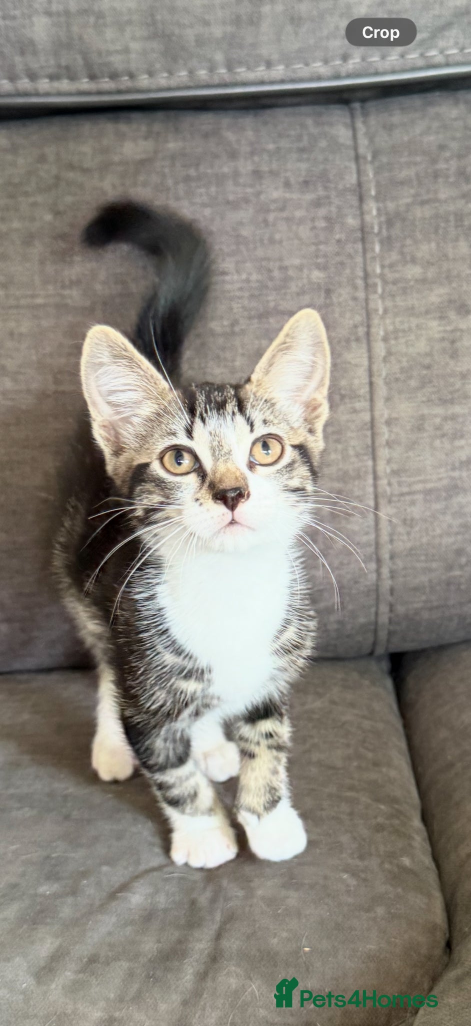 Mixed Breed cats Kittens  - Advert 2