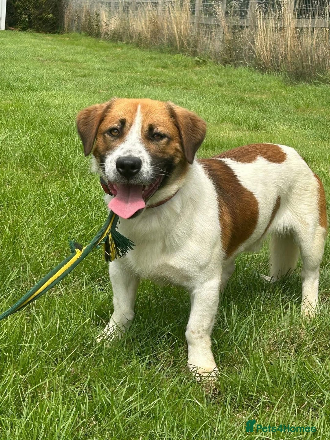 Mixed Breed dogs for adoption: Diego. Badersfield Norfolk  - Image 13