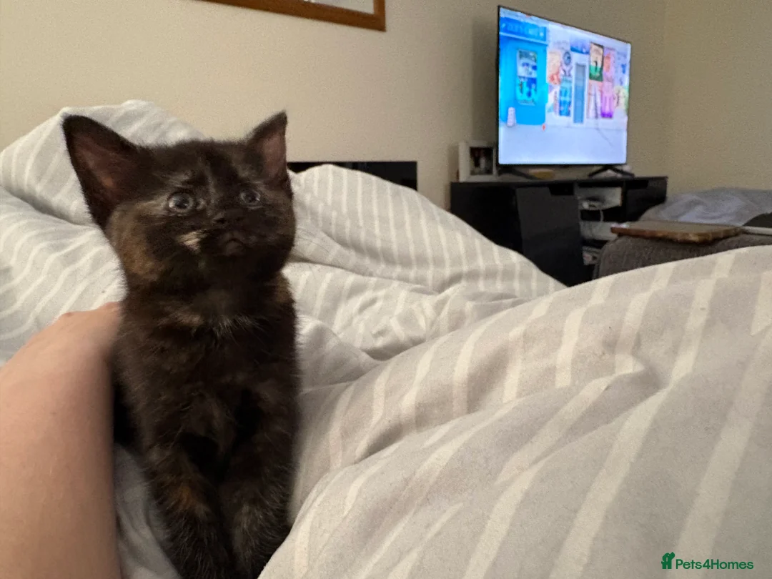Mixed Breed cats for sale: Winnie  - Advert 7