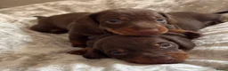 Miniature Dachshund dogs for sale: KC Registered miniature dachshund puppies  - Advert 24