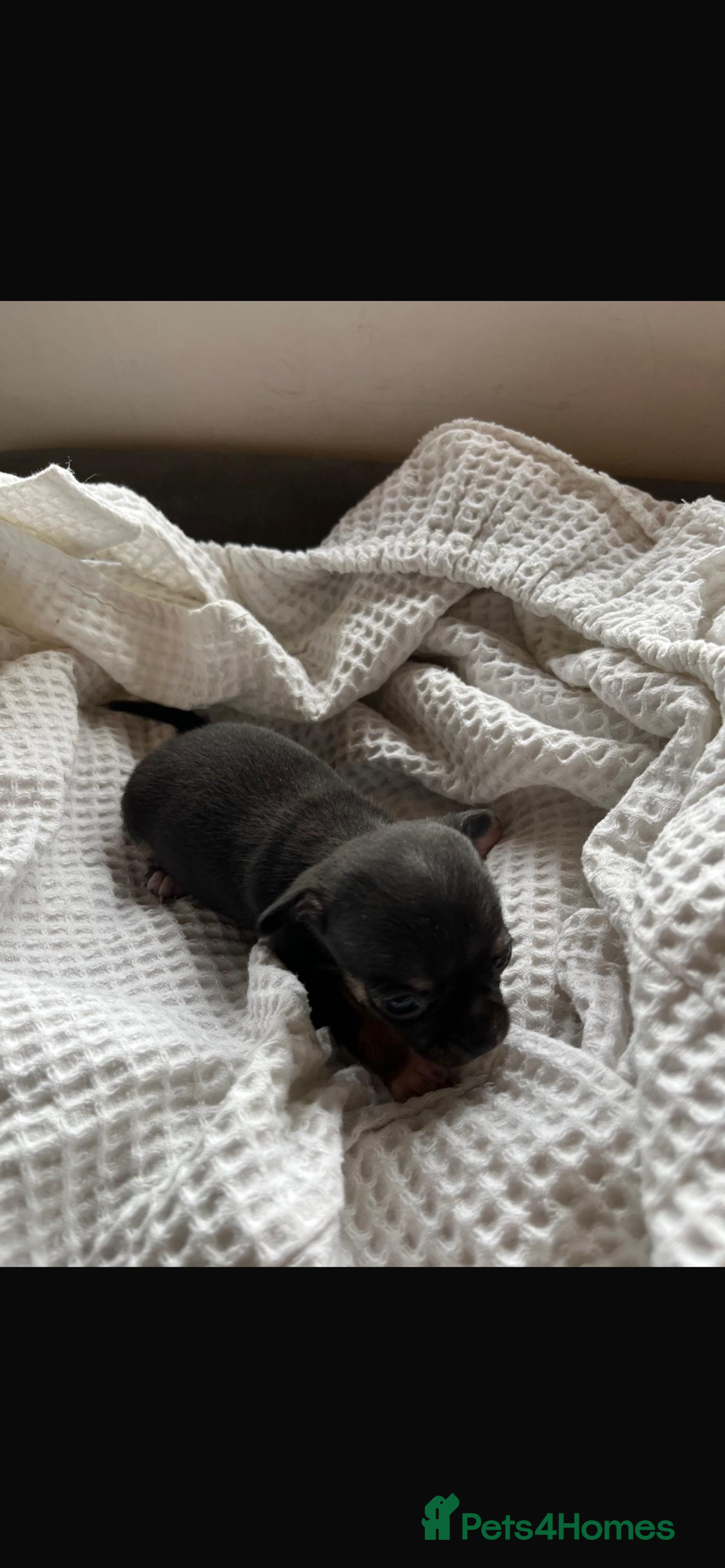 Chihuahua dogs for sale: 💛 Beautiful Chihuahua Pups – Ready 2nd Jan 26 💛 - Advert 14