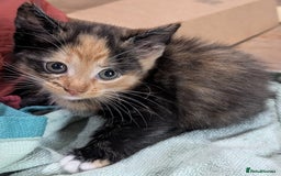 Ragdoll cats for sale: Half ragdoll kittens for sale - Image 4
