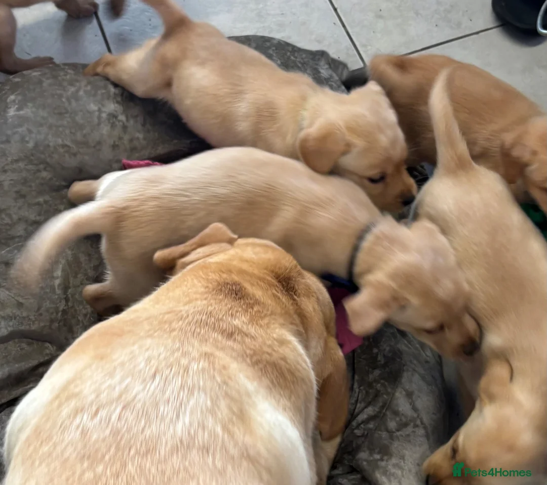 Labrador Retriever dogs for sale: Very Chunky Labradors Ready Now  - Advert 9