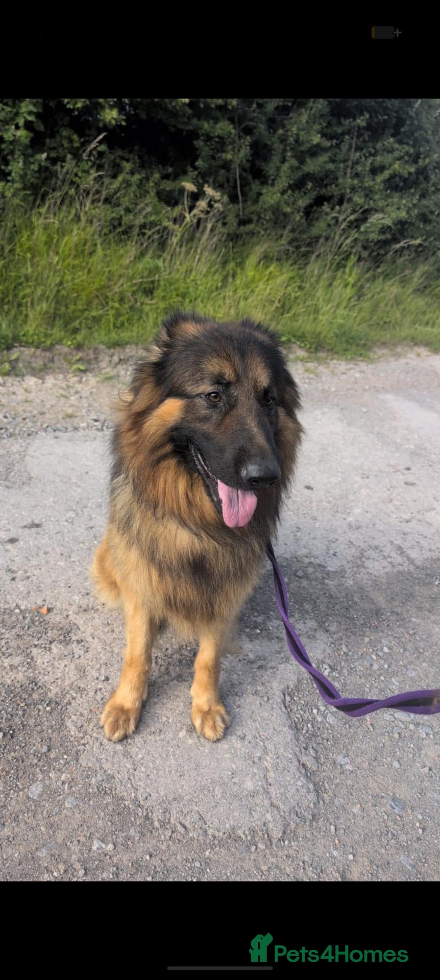German Shepherd dogs for sale: German shepherd puppies. - Advert 2