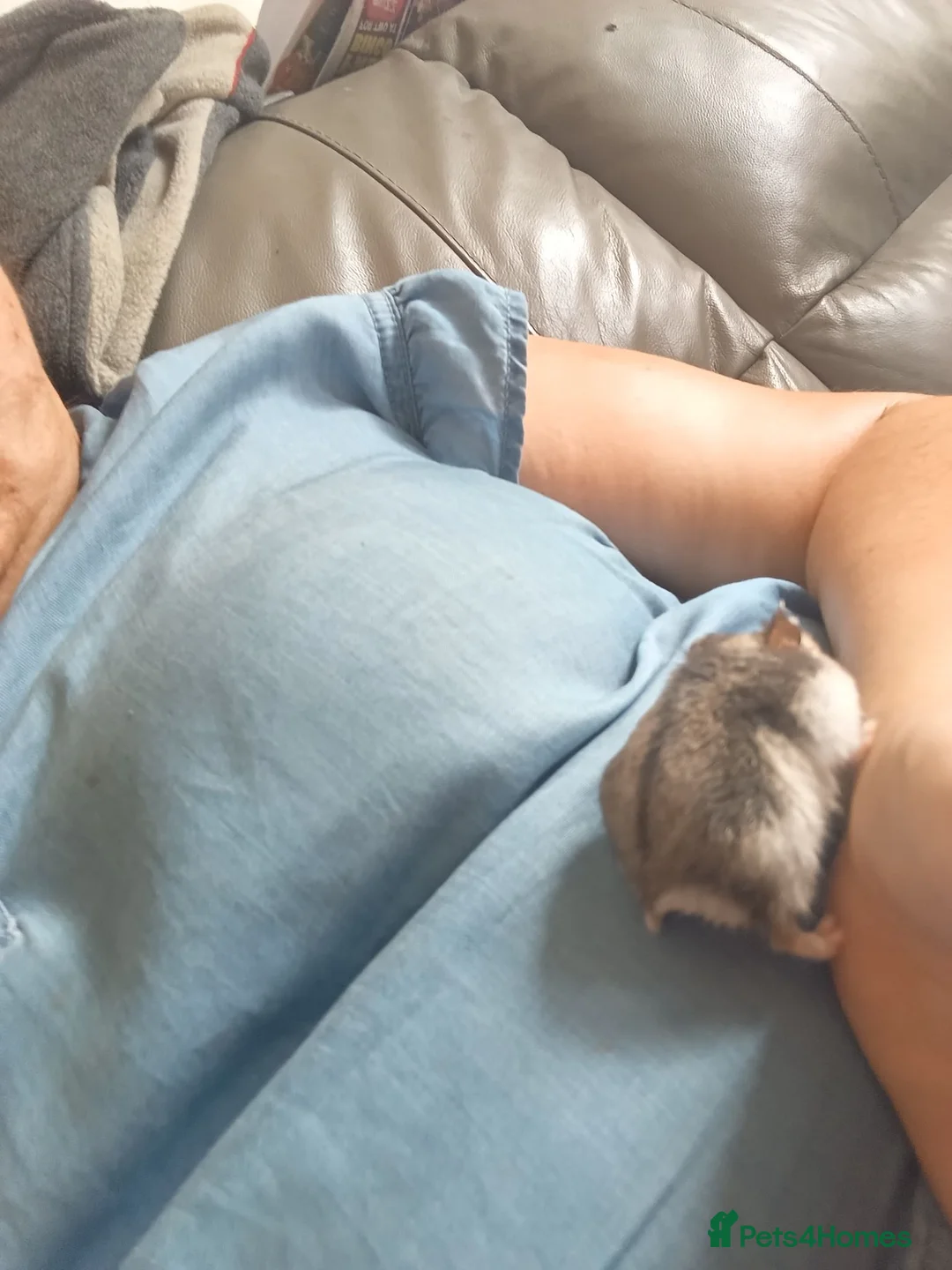 Hamster rodents for sale: Russian dwarf  - Advert 2