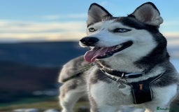 Siberian Husky dogs for sale: Siberian husky pups  - Advert 3