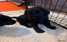 Labrador Retriever dogs for sale: Labrador puppies - Advert 18