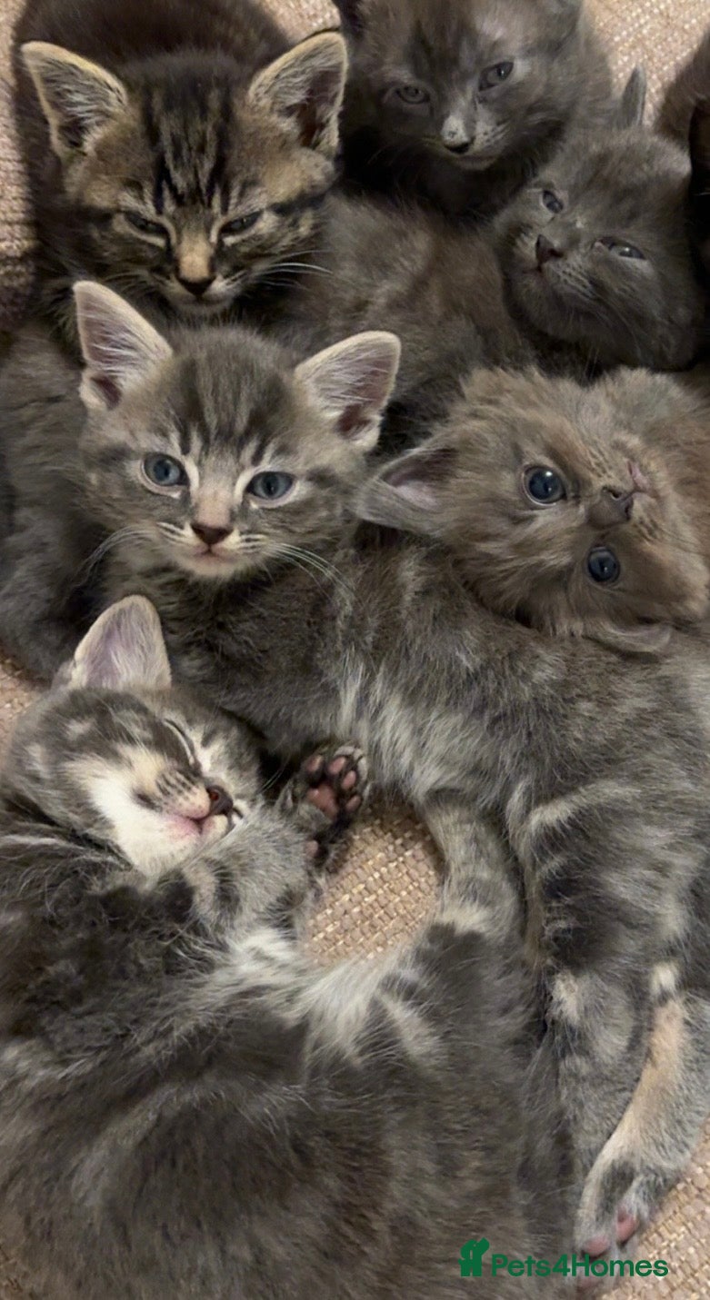 Mixed Breed cats for sale: Beautiful grey,tabby and brown kittens - Advert 1