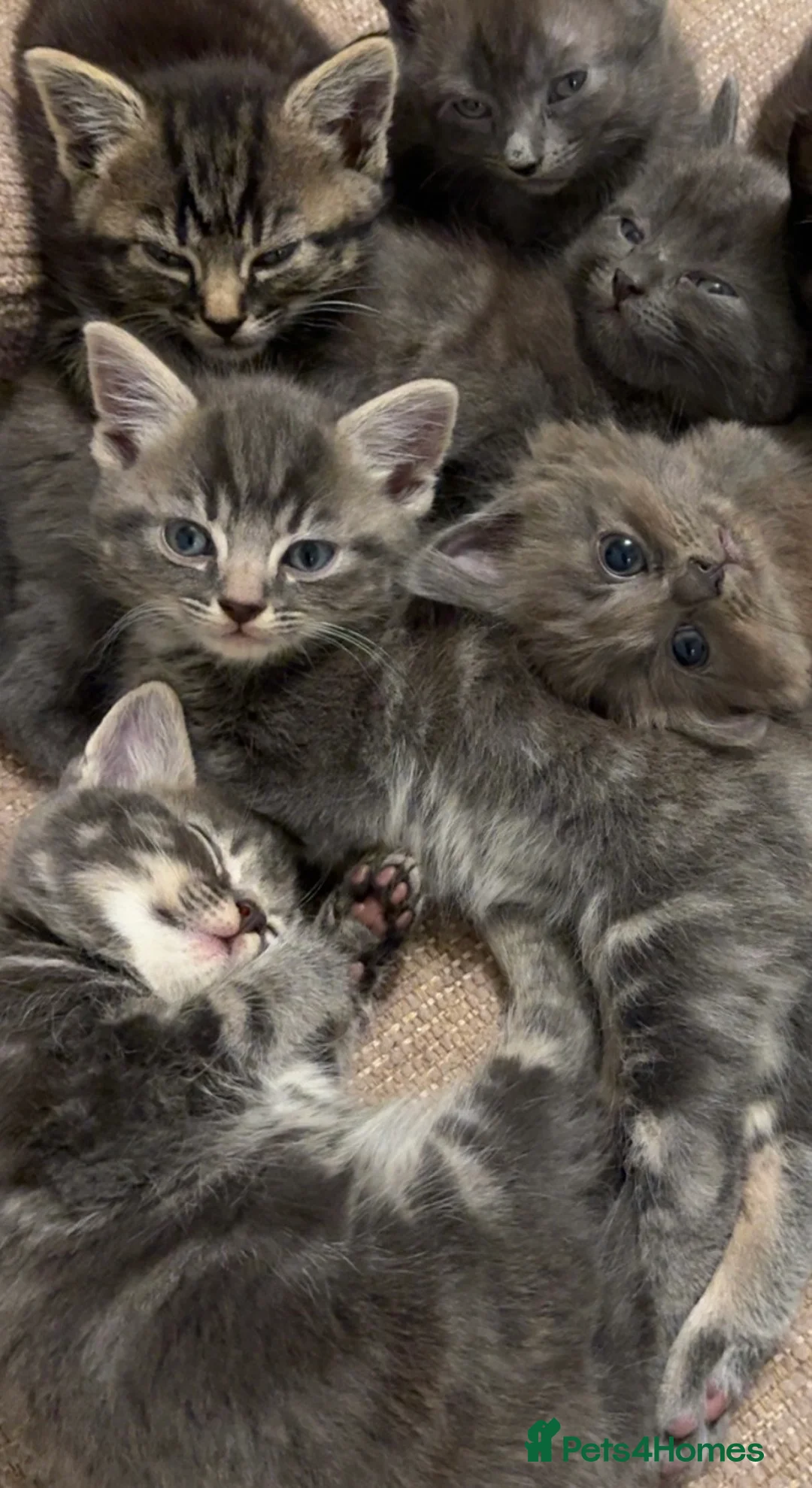 Mixed Breed cats for sale: Beautiful grey,tabby and brown kittens - Advert 1