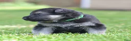 German Shepherd dogs for sale: ⭐ Rare East European Shepherd Puppies UK - Advert 9