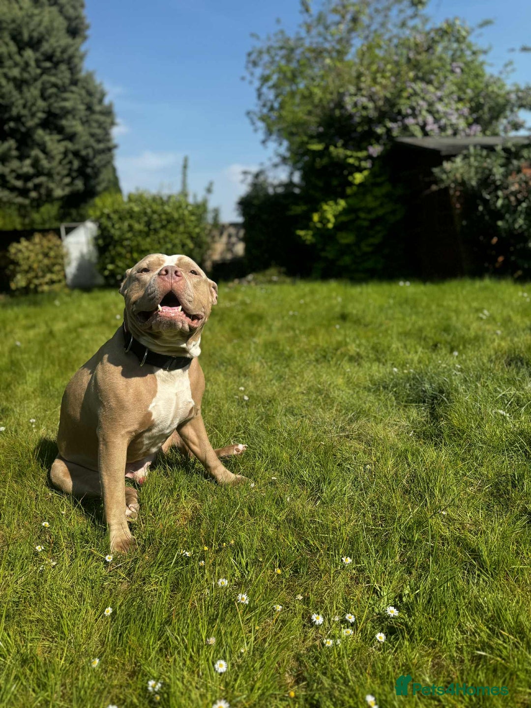 American Bull Staffy dogs for sale: Rocky  - Advert 2