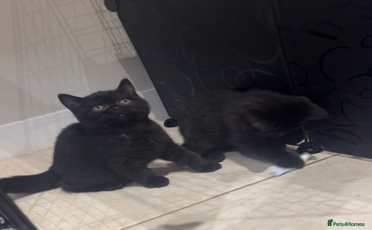 British Shorthair cats 2 British shorthair boys ready now no offers  - Advert 1