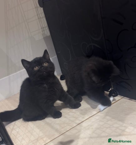 British Shorthair cats 2 British shorthair boys ready now no offers - Advert 1