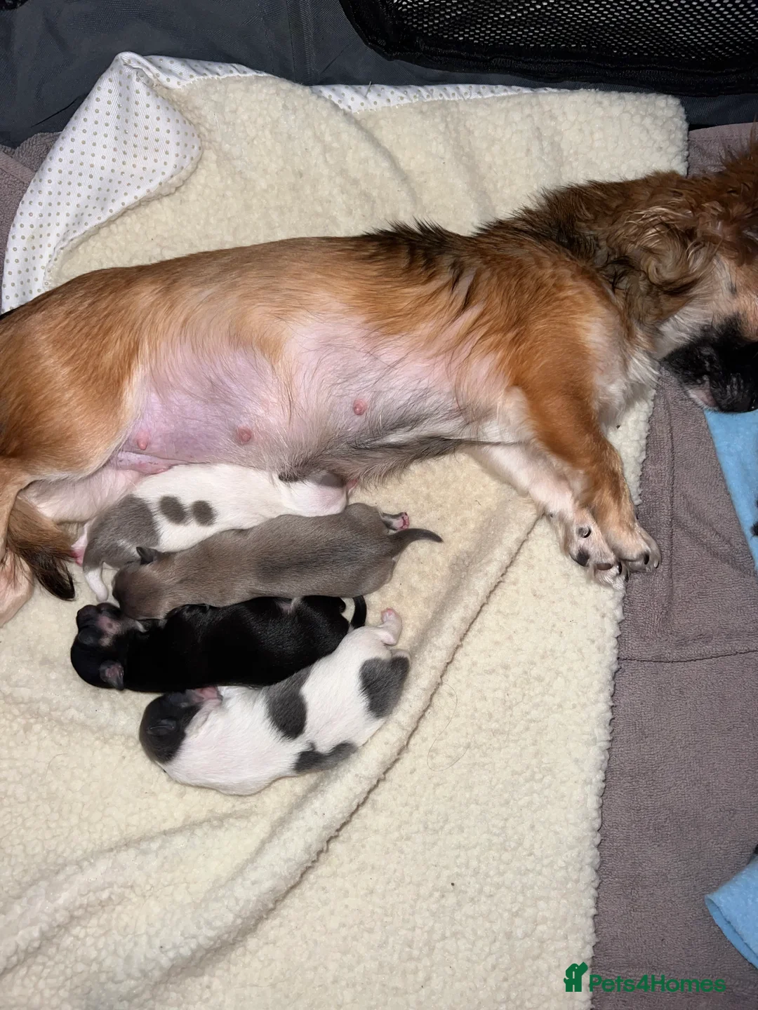 Chihuahua dogs for sale: Chihuahua Puppies - Advert 4