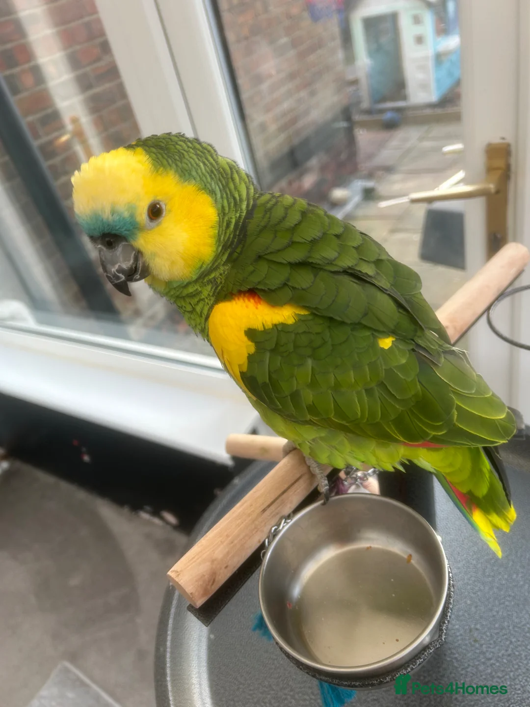 Parrots birds for sale: Amazon blue front in Stockton-on-Tees - Advert 2