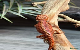 Bearded Dragon reptiles for sale: Insane Red Monster Bearded Dragon - Image 8