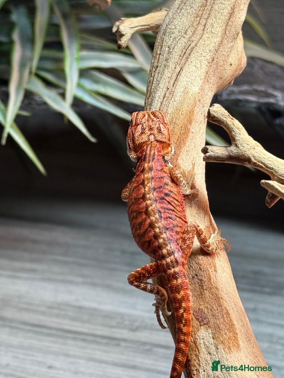 Bearded Dragon reptiles for sale: Insane Red Monster Bearded Dragon - Image 8